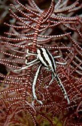 Squat lobster , sulawesi indonesia. by Allen Ayling 